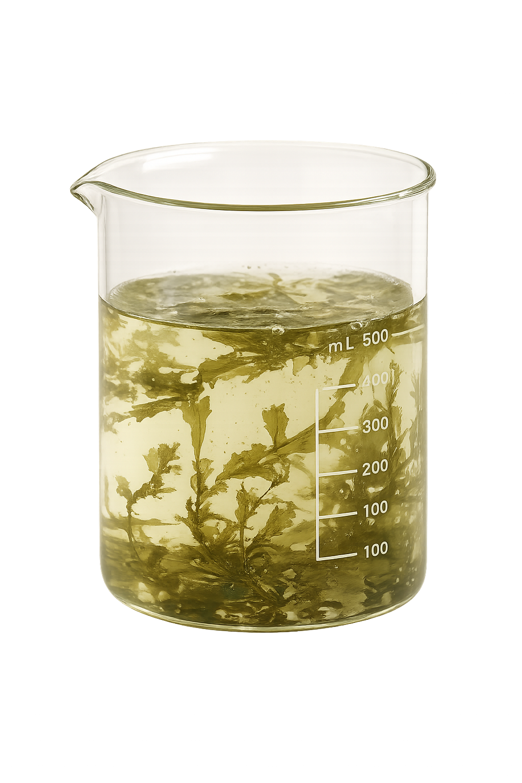 Seaweed biomass suspended in a laboratory beaker.