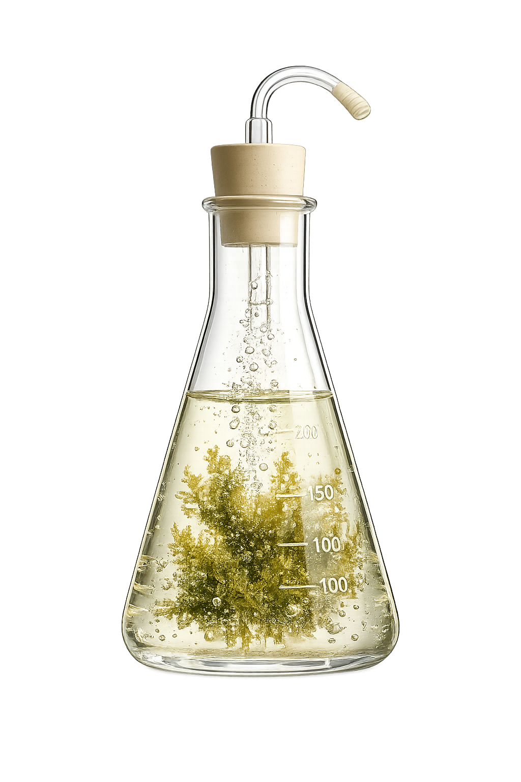 Seaweed growing inside a laboratory flask with aeration.