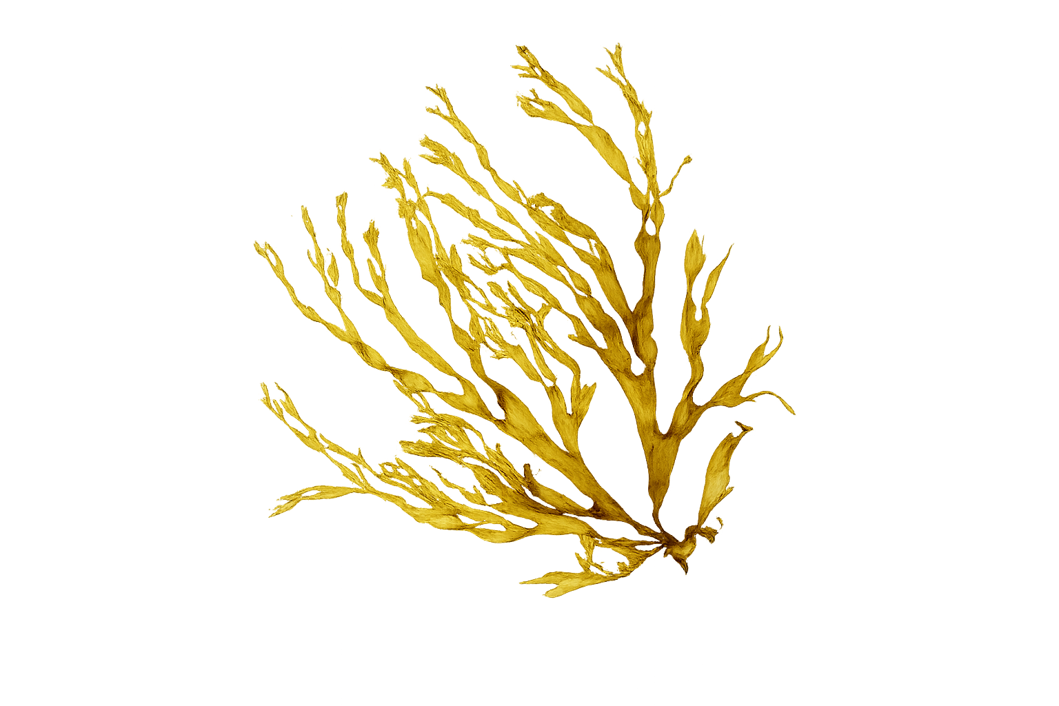 Golden-brown seaweed specimen on a soft yellow background.