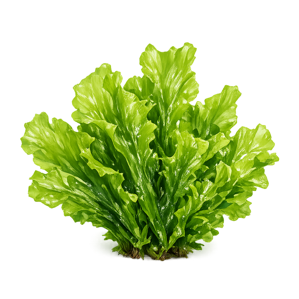 Bright green algae specimen on a deep green background.